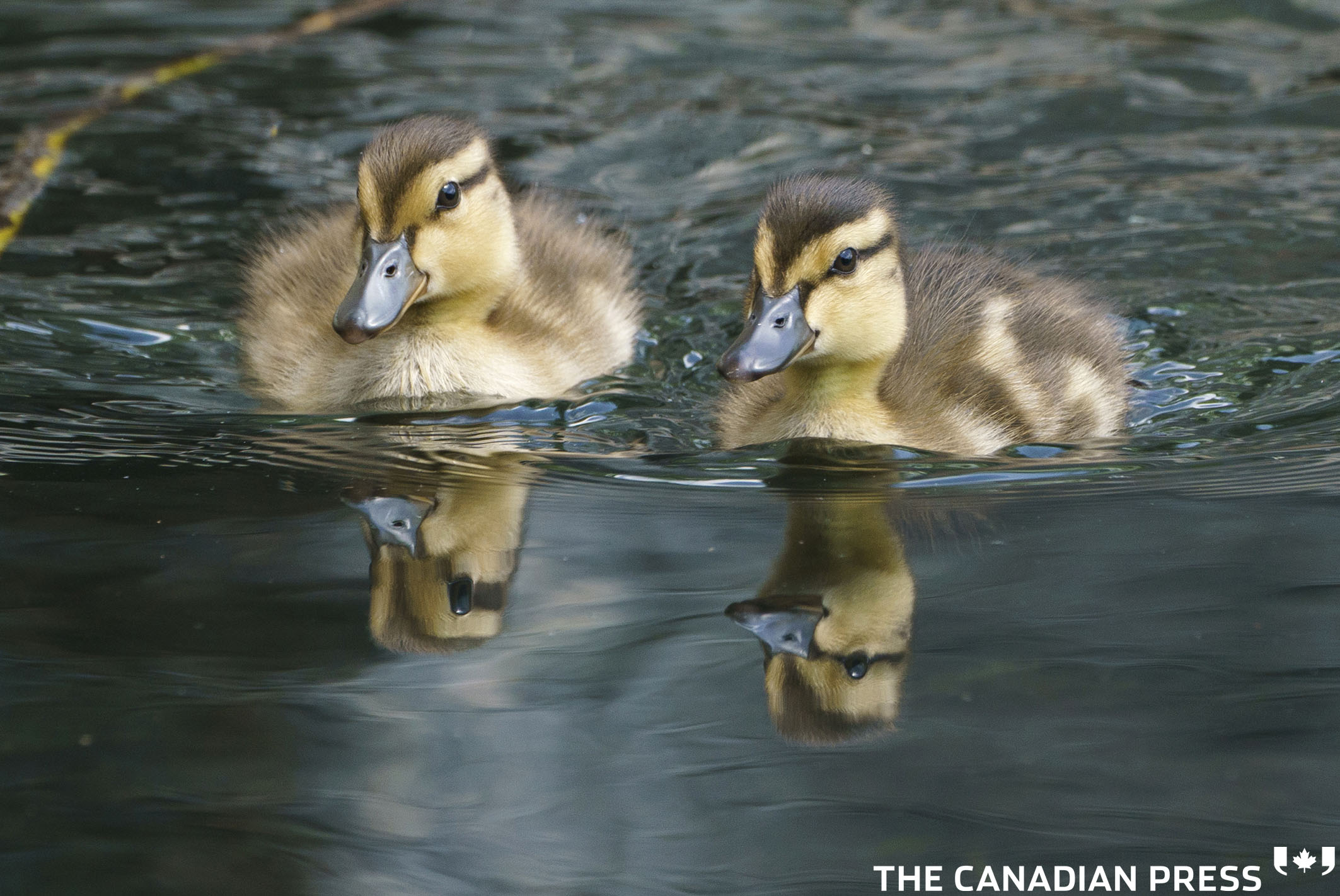 Two ducklings swim on a pond in a park during a warm spring day in Montreal on Tuesday, May 18, 2021. THE CANADIAN PRESS/Paul Chiasson