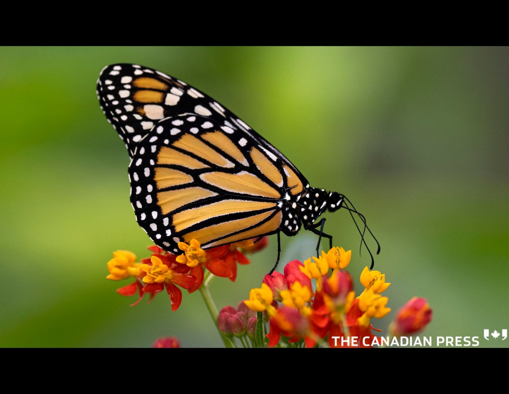 A monarch butterfly is seen in the Insectarium in Montreal, on Wednesday, November 9, 2022. Montreal Mayor Valerie Plante made an announcement on the protection of pollinating insects ahead of a U.N. conference on biodiversity next month in Montreal. THE CANADIAN PRESS/Paul Chiasson